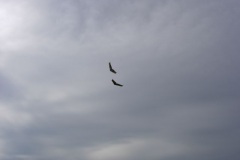 2007-03-18-0004