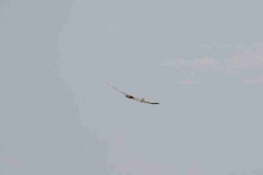 2015-08-08-0061